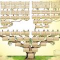 Arbre genealogique 2