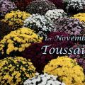 Toussaint chrysanthemes godet 4445