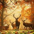 Automne et cerfs