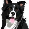 Border collie 3