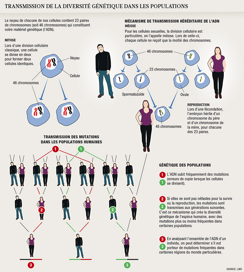 Genealogie genetique1