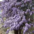 Glycine