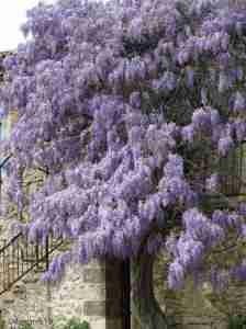 Glycine