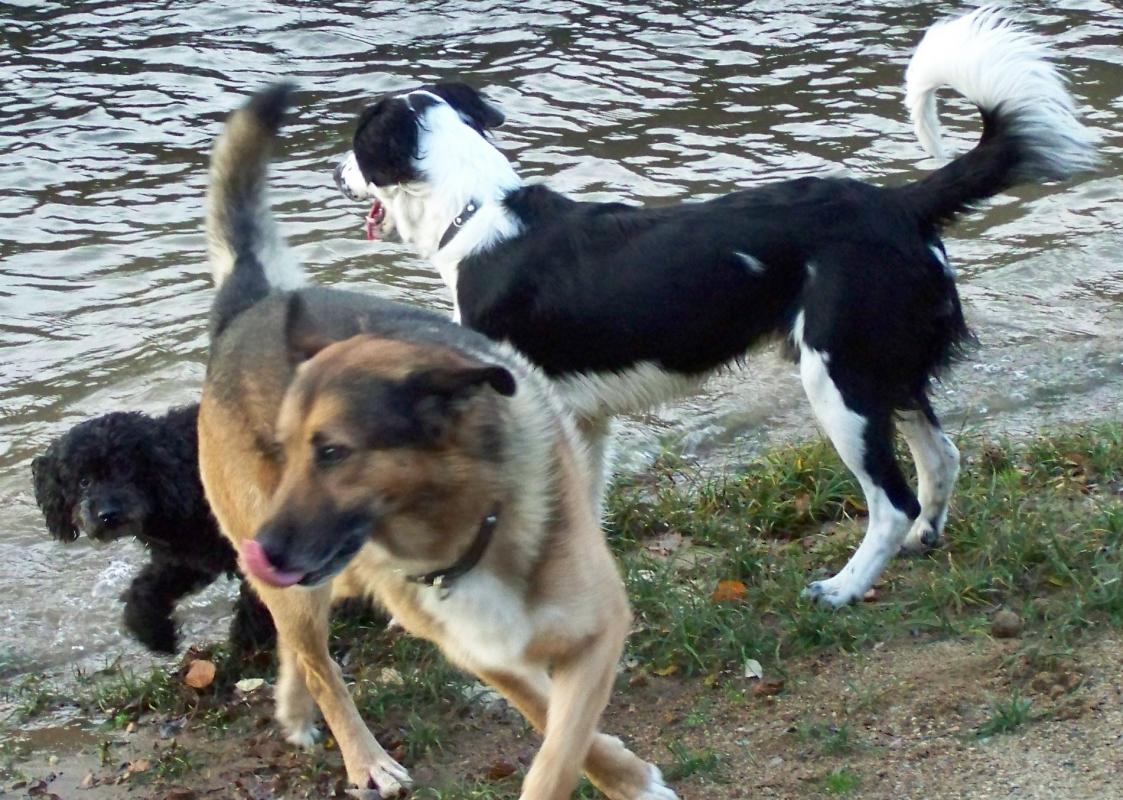 Mes 3 chiens sonny pulco denver