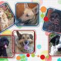 Mes 6 chiens toska 1 toska 2 candy pulco sonny et denver dit bebert