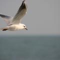 Mouette