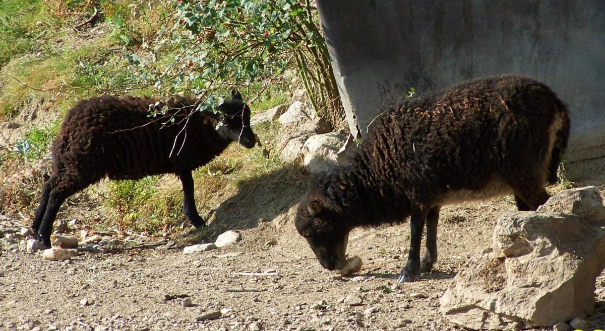 Poeme un dimanche a la campagne brebis 10 septembre 2014